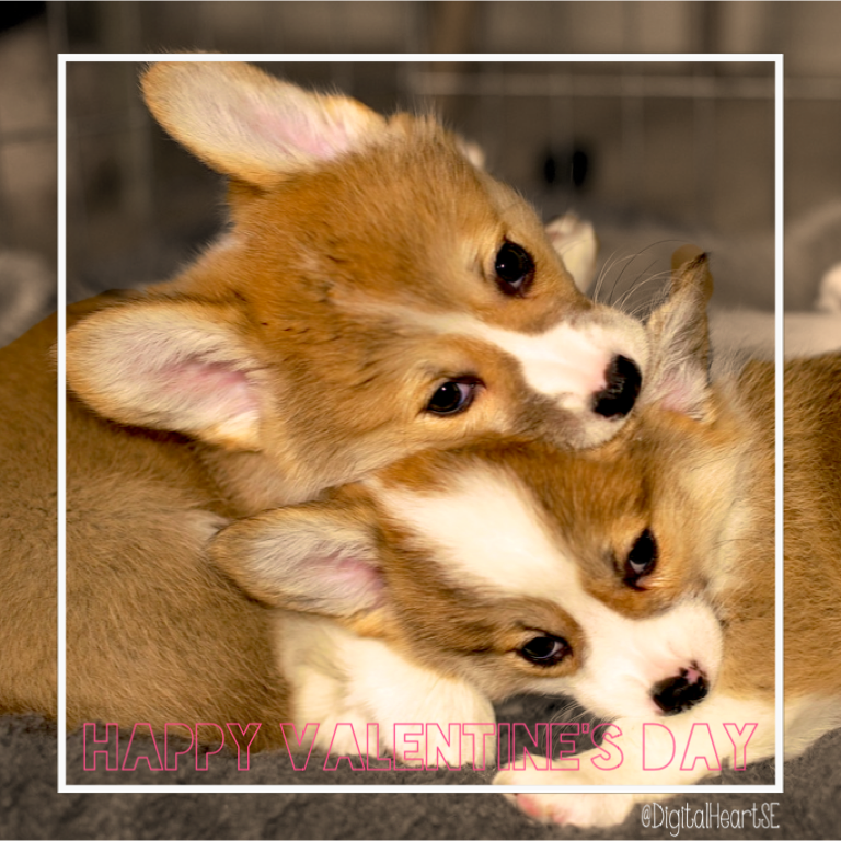 Valentines Day Puppies CC BY SA